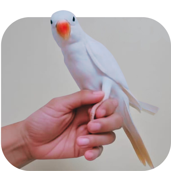 Ringneck Albino