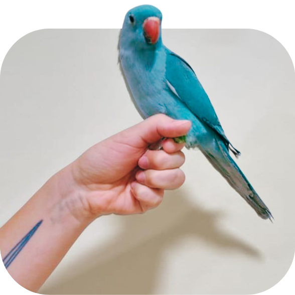 Ringneck Azul